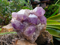 Natural Jacaranda Amethyst Quartz Cluster x 1 From Mumbwa, Zambia - Toprock Gemstones and Minerals
