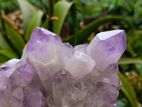 Natural Jacaranda Amethyst Quartz Cluster x 3 From Mumbwa, Zambia - Toprock Gemstones and Minerals