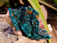 Natural Classic Dioptase On Dolomite Cabinet Specimen x 1 From Likasi, Congo - Toprock Gemstones and Minerals