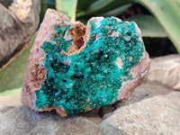 Natural Classic Large Dioptase On Dolomite Cabinet Specimen x 1 From Likasi, Congo - Toprock Gemstones and Minerals