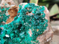 Natural Classic Large Dioptase On Dolomite Cabinet Specimen x 1 From Likasi, Congo - Toprock Gemstones and Minerals