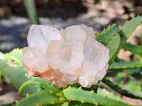 Natural Cactus Flower Spirit Quartz Clusters x 12 From South Africa - Toprock Gemstones and Minerals