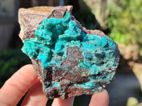 Natural Drusy Coated Chrysocolla with Malachite x 2 From Lupoto Mine, Congo - Toprock Gemstones and Minerals