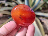 Polished Carnelian Palm Stones x 24 From Madagascar - Toprock Gemstones and Minerals