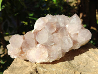 Natural Cactus Flower Amethyst Spirit Clusters x 1 From South Africa - Toprock Gemstones and Minerals