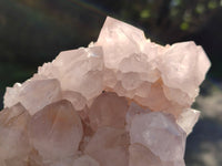 Natural Cactus Flower Amethyst Spirit Clusters x 1 From South Africa - Toprock Gemstones and Minerals