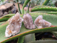 Natural Golden Limonite Spirit Quartz Clusters x 35 From Boekenhouthoek, South Africa - Toprock Gemstones and Minerals