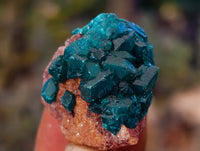 Natural Small Dioptase On Dolomite Specimens x 20 From Likasi, Congo - Toprock Gemstones and Minerals