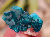 Natural Small Dioptase On Dolomite Specimens x 20 From Likasi, Congo - Toprock Gemstones and Minerals