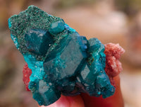 Natural Small Dioptase On Dolomite Specimens x 20 From Likasi, Congo - Toprock Gemstones and Minerals
