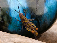 Polished Labradorite Palm Stones x 24 From Tulear, Madagascar - Toprock Gemstones and Minerals