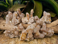 Natural Fairy Spirit Quartz Clusters x 6 From Boekenhouthoek, South Africa - Toprock Gemstones and Minerals