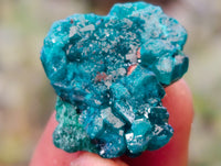 Natural Small Dioptase on Dolomite Matrix Specimens x 35 From Likasi, Congo - Toprock Gemstones and Minerals