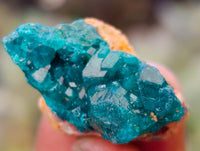 Natural Small Dioptase on Dolomite Matrix Specimens x 35 From Likasi, Congo - Toprock Gemstones and Minerals