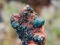 Natural Small Dioptase on Dolomite Matrix Specimens x 35 From Likasi, Congo - Toprock Gemstones and Minerals