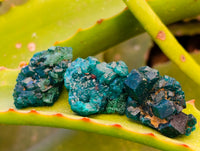Natural Small Dioptase on Dolomite Matrix Specimens x 35 From Likasi, Congo - Toprock Gemstones and Minerals