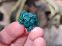 Natural Mini Dioptase On Dolomite Specimens x 35 From Likasi, Congo - Toprock Gemstones and Minerals