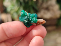Natural Mini Dioptase On Dolomite Specimens x 35 From Likasi, Congo - Toprock Gemstones and Minerals