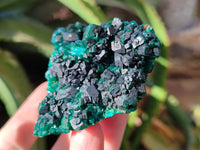 Natural Dioptase with Chrysocolla, Malachite and Shattuckite Specimens x 6 From Likasi, Congo - Toprock Gemstones and Minerals