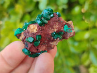 Natural Small Dioptase Crystals  with Malachite on Dolomite Matrix Specimens x 12 From Likasi, Congo - Toprock Gemstones and Minerals