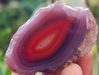 Polished Red Sashe River Agate Nodules x 20 From Sashe River, Zimbabwe - Toprock Gemstones and Minerals