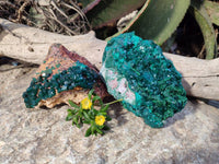 Natural Dioptase on Dolomite Matrix Specimens x 2 From Likasi, Congo - Toprock Gemstones and Minerals