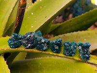 Natural Dioptase on Dolomite Matrix Specimens x 20 From Likasi, Congo - Toprock Gemstones and Minerals