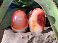 Polished Carnelian Agate Standing Free Forms x 6 From Madagascar - Toprock Gemstones and Minerals