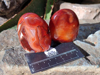 Polished Carnelian Agate Standing Free Forms x 6 From Madagascar - Toprock Gemstones and Minerals