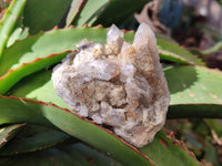 Natural Golden Limonite Coated Fairy Spirit Quartz Clusters x 6 From Boekenhouthoek, South Africa - Toprock Gemstones and Minerals