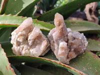 Natural Golden Limonite Coated Fairy Spirit Quartz Clusters x 6 From Boekenhouthoek, South Africa - Toprock Gemstones and Minerals