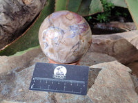 Polished Podocarpus Petrified Wood Spheres x 2 From Mahajanga, Madagascar - Toprock Gemstones and Minerals