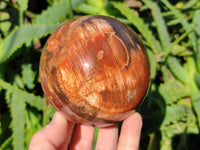Polished Podocarpus Petrified Wood Spheres x 2 From Mahajanga, Madagascar - Toprock Gemstones and Minerals