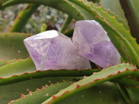 Natural Jacaranda Amethyst Quartz Crystals x 14 From Mumbwa, Zambia - Toprock Gemstones and Minerals