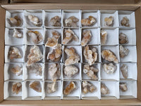 Natural Golden Limonite Coated Spirit Quartz Crystals x 35 From Boekenhouthoek, South Africa - Toprock Gemstones and Minerals