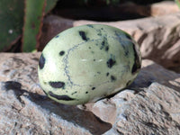 Polished Leopard Stone Palm Stones x 7 From Nyanga, Zimbabwe - Toprock Gemstones and Minerals