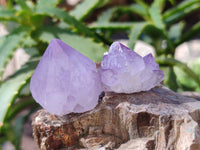 Natural Amethyst Spirit Quartz Crystals x 35 From Boekenhouthoek, South Africa - Toprock Gemstones and Minerals