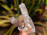 Natural Golden Limonite Coated Spirit Quartz Crystals x 35 From Boekenhouthoek, South Africa - Toprock Gemstones and Minerals