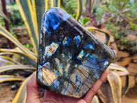 Polished Labradorite Standing Free Forms x 2 From Tulear, Madagascar - Toprock Gemstones and Minerals