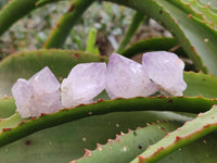 Natural Amethyst Spirit Quartz Crystals x 70 From Boekenhouthoek, South Africa - Toprock Gemstones and Minerals