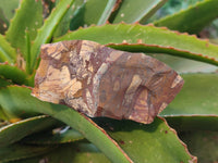 Natural Selected Nguni Jasper Cobbed Specimens x 12 From Prieska, South Africa - Toprock Gemstones and Minerals
