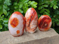 Polished Carnelian Agate Standing Free Forms x 6 From Madagascar - Toprock Gemstones and Minerals