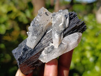 Natural Schorl Black Tourmaline Specimens x 12 From Erongo, Namibia - Toprock Gemstones and Minerals