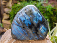 Polished Labradorite Standing Free Forms x 2 From Tulear, Madagascar - Toprock Gemstones and Minerals