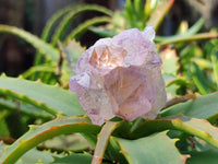 Natural Amethyst Spirit Quartz Clusters x 12 From Boekenhouthoek, South Africa - Toprock Gemstones and Minerals