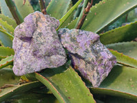 Natural Stichtite Cobbed Specimens x 6 From Barberton, South Africa - Toprock Gemstones and Minerals