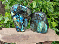 Polished Labradorite Standing Free Forms x 2 From Tulear, Madagascar - Toprock Gemstones and Minerals