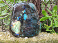 Polished Labradorite Standing Free Forms x 2 From Tulear, Madagascar - Toprock Gemstones and Minerals