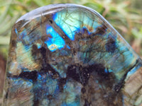 Polished Labradorite Standing Free Forms x 2 From Tulear, Madagascar - Toprock Gemstones and Minerals