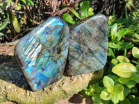 Polished Labradorite Standing Free Forms x 2 From Tulear, Madagascar - Toprock Gemstones and Minerals